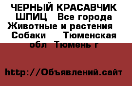 ЧЕРНЫЙ КРАСАВЧИК ШПИЦ - Все города Животные и растения » Собаки   . Тюменская обл.,Тюмень г.